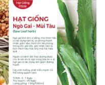 Hạt giống Ngò gai - Mùi tàu