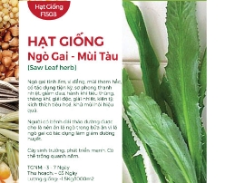 Hạt giống Ngò gai - Mùi tàu