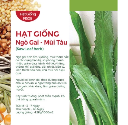 Hạt giống Ngò gai - Mùi tàu