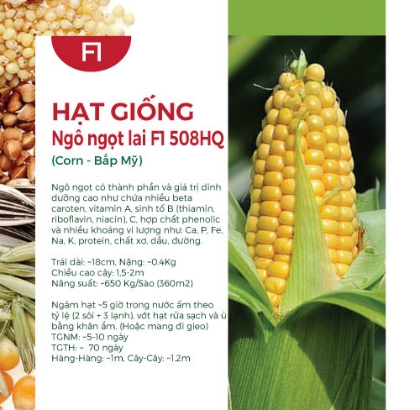 Hạt giống Ngô ngọt lai F1 - Bắp Mỹ