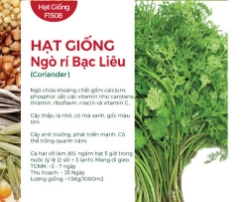 Hạt giống Ngò rí Bạc Liêu