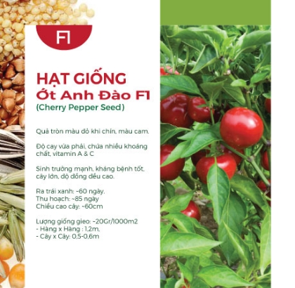 Hạt giống Ớt Anh Đào F1