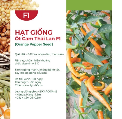 Hạt giống Ớt cam Thái Lan F1