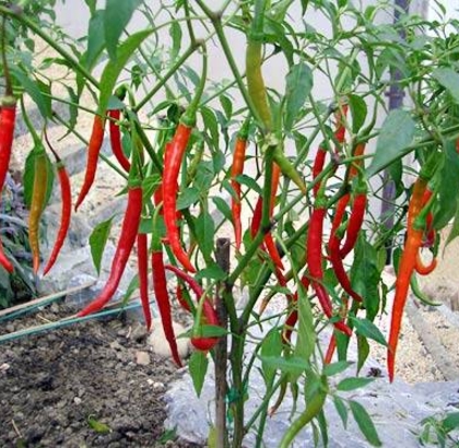 Hạt giống Ớt chỉ địa