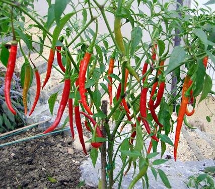 Hạt giống Ớt chỉ địa
