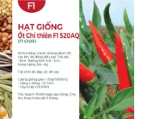 Hạt giống Ớt chỉ thiên F1 520AQ