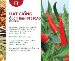 Hạt giống Ớt chỉ thiên F1 520AQ