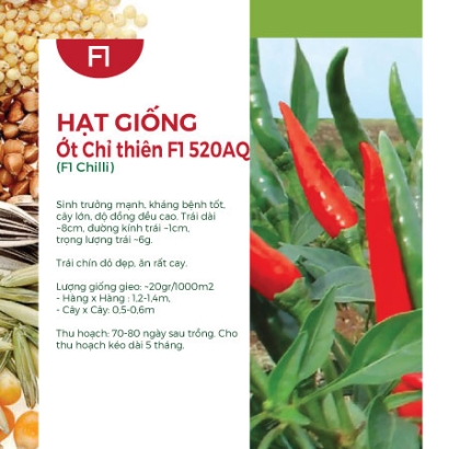 Hạt giống Ớt chỉ thiên F1 520AQ