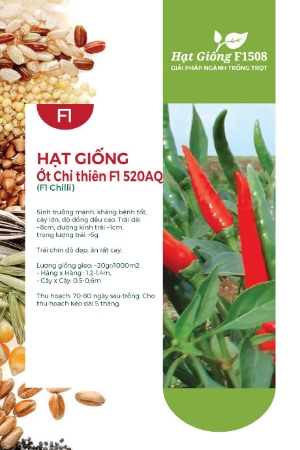 Hạt giống Ớt chỉ thiên F1 520AQ