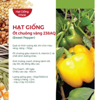 Hạt giống Ớt chuông vàng 238AQ