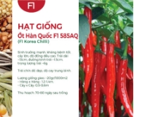 Hạt giống Ớt Hàn Quốc F1 585AQ
