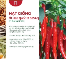 Hạt giống Ớt Hàn Quốc F1 585AQ