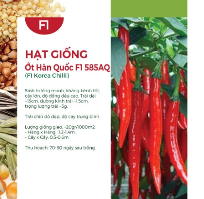 Hạt giống Ớt Hàn Quốc F1 585AQ
