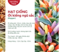 Hạt giống Ớt kiểng ngũ sắc