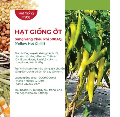 Hạt giống Ớt sừng vàng Châu Phi 508AQ