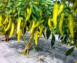 Hạt giống Ớt sừng vàng Châu Phi 508AQ - Gói 5gr