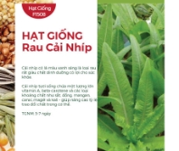 Hạt giống rau cải Nhíp