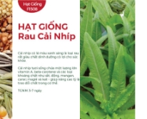 Hạt giống rau cải Nhíp