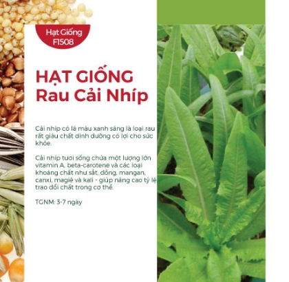 Hạt giống rau cải Nhíp