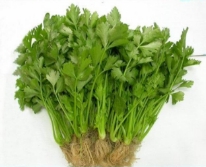 Hạt giống rau Cần vàng - Cần Tây