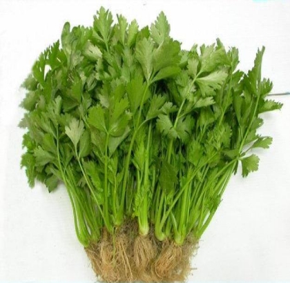 Hạt giống rau Cần vàng - Cần Tây