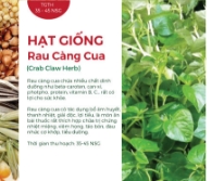 Hạt giống Rau càng cua