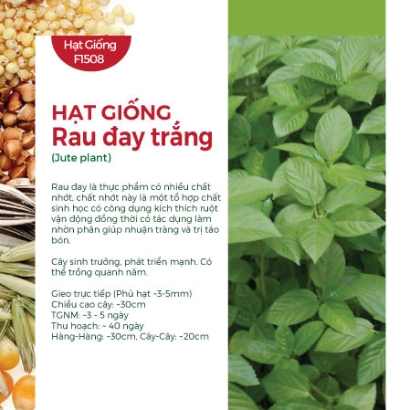 Hạt giống Rau đay trắng - Đay xanh