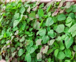 Hạt giống Rau dền 3 màu