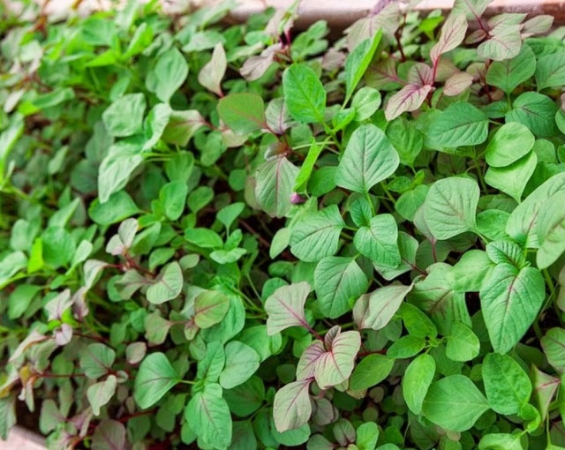 Hạt giống Rau dền 3 màu
