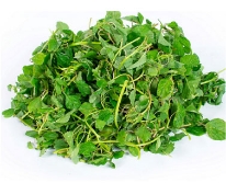 Hạt giống Rau dền cơm