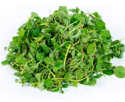 Hạt giống Rau dền cơm