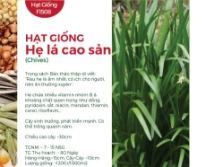 Hạt giống Hẹ lá cao sản 1gr