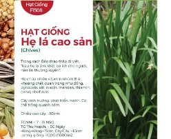 Hạt giống Hẹ lá cao sản 1gr