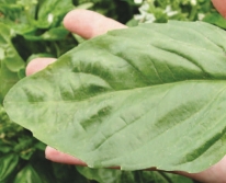 Hạt giống Rau húng quế xanh khổng lồ