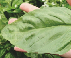 Hạt giống Rau húng quế xanh khổng lồ