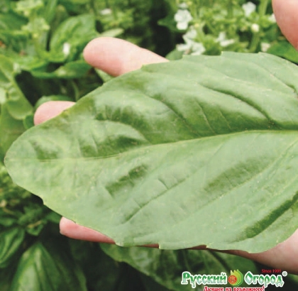 Hạt giống Rau húng quế xanh khổng lồ