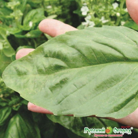 Hạt giống Rau húng quế xanh khổng lồ