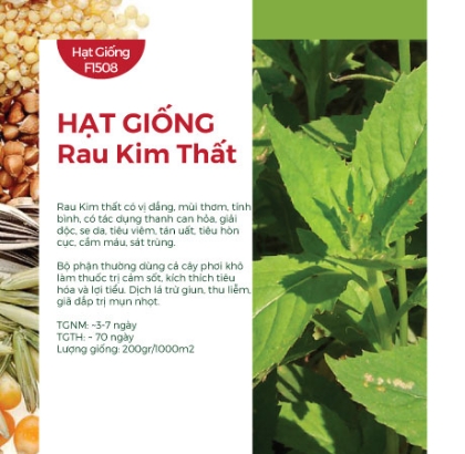 Hạt giống rau Kim Thất, Tàu bay, Cải trời