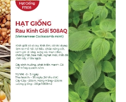 Hạt giống Rau kinh giới 508AQ