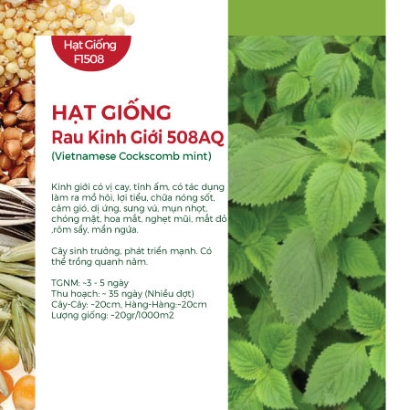 Hạt giống Rau kinh giới 508AQ