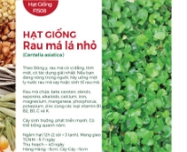 Hạt giống Rau má lá nhỏ