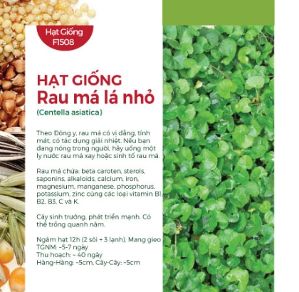 Hạt giống Rau má lá nhỏ