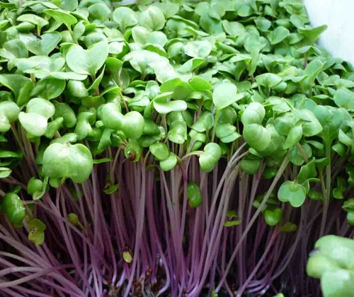 Hạt giống Rau mầm củ cải đỏ