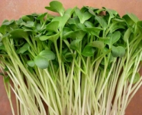 Hạt giống Rau mầm củ cải trắng