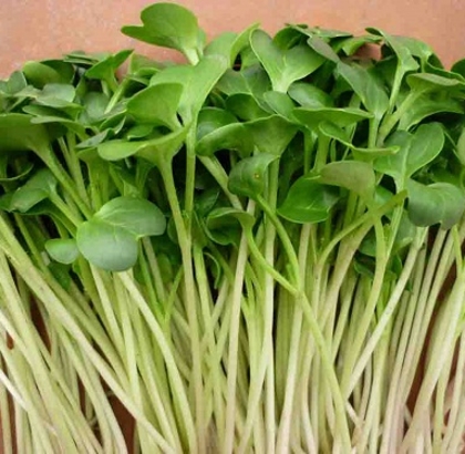 Hạt giống Rau mầm củ cải trắng