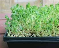Hạt giống Rau mầm đậu Hà Lan