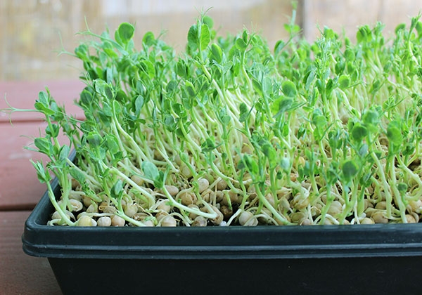 Hạt giống Rau mầm đậu Hà Lan
