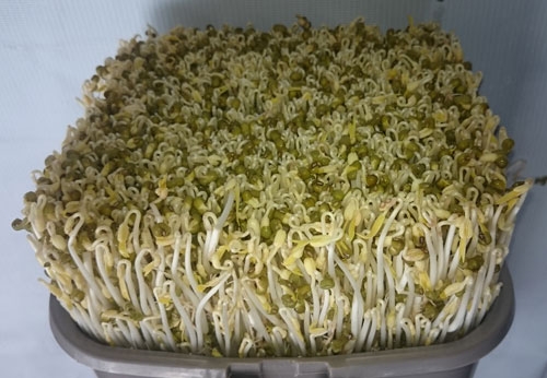 Hạt giống Rau mầm giá đậu xanh 100gr