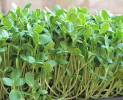 Hạt giống Rau mầm hướng dương