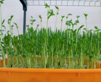 Hạt giống Rau mầm thảo dược Methi
